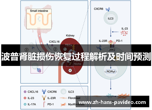 波普肾脏损伤恢复过程解析及时间预测